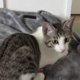 4月13日のひたちなか店に参加するネコスぺ事務局の保護猫26