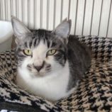 5月3日の市原店に参加するの花ねこ千葉の保護猫01