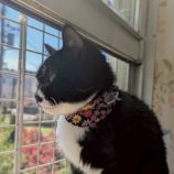 5月3日の市原店に参加するの花ねこ千葉の保護猫03