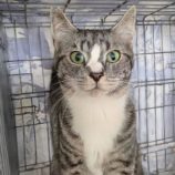 5月3日の市原店に参加するの花ねこ千葉の保護猫04