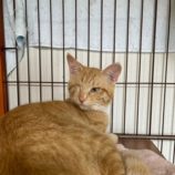 5月3日の市原店に参加するの花ねこ千葉の保護猫05