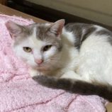 5月3日の市原店に参加するの花ねこ千葉の保護猫06