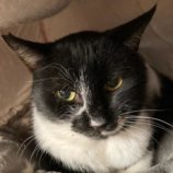 5月3日の市原店に参加するの花ねこ千葉の保護猫08