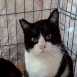 5月3日の市原店に参加するの花ねこ千葉の保護猫09