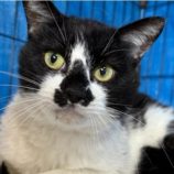 5月3日の市原店に参加するの花ねこ千葉の保護猫10