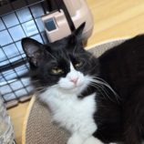 5月3日の市原店に参加するの花ねこ千葉の保護猫11