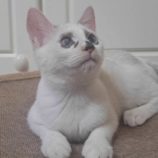 5月3日の市原店に参加するの花ねこ千葉の保護猫12