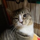 5月3日の市原店に参加するの花ねこ千葉の保護猫13