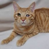 5月3日の市原店に参加するの花ねこ千葉の保護猫14