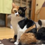 5月3日の市原店に参加するの花ねこ千葉の保護猫15