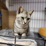 5月3日の市原店に参加するの花ねこ千葉の保護猫16