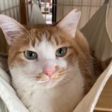 5月3日の市原店に参加するの花ねこ千葉の保護猫17