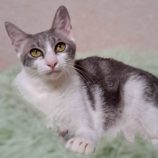 5月3日の市原店に参加するの花ねこ千葉の保護猫18