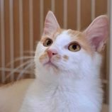 5月3日の市原店に参加するの花ねこ千葉の保護猫22