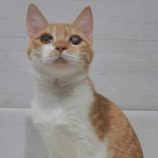 5月3日の市原店に参加するの花ねこ千葉の保護猫23