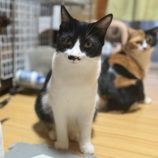 5月3日の市原店に参加するの花ねこ千葉の保護猫25
