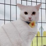 5月3日の市原店に参加するの花ねこ千葉の保護猫26