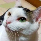 4月26日の君津店に参加するの富津ねこネット保護猫02