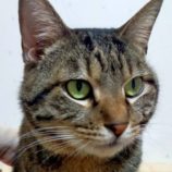 4月26日の君津店に参加するの富津ねこネット保護猫03