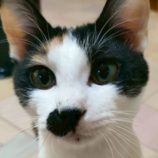 4月26日の君津店に参加するの富津ねこネット保護猫04