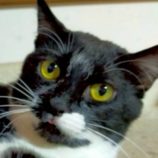 4月26日の君津店に参加するの富津ねこネット保護猫05