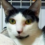 4月26日の君津店に参加するの富津ねこネット保護猫06