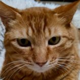 4月26日の君津店に参加するの富津ねこネット保護猫07