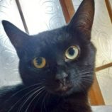 4月26日の君津店に参加するの富津ねこネット保護猫08