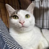 4月6日の君津店に参加する猫レンジャーの保護猫01