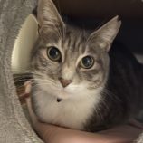 4月6日の君津店に参加する猫レンジャーの保護猫02