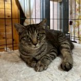 4月6日の君津店に参加する猫レンジャーの保護猫04