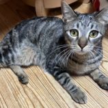 4月6日の君津店に参加する猫レンジャーの保護猫07