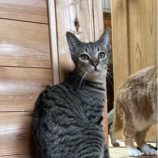 4月6日の君津店に参加する猫レンジャーの保護猫08