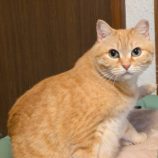 4月6日の君津店に参加する猫レンジャーの保護猫09