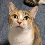 4月6日の君津店に参加する猫レンジャーの保護猫12