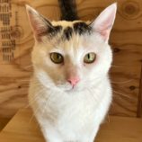 4月6日の君津店に参加する猫レンジャーの保護猫13