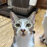 4月6日の君津店に参加する猫レンジャーの保護猫14