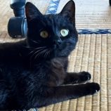 4月6日の君津店に参加する猫レンジャーの保護猫15