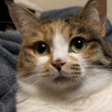 4月6日の君津店に参加する猫レンジャーの保護猫16