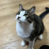 4月6日の君津店に参加する猫レンジャーの保護猫17