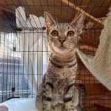 4月6日の君津店に参加する猫レンジャーの保護猫18