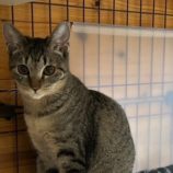 4月6日の君津店に参加する猫レンジャーの保護猫19