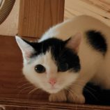 4月20日の古河店に参加するにゃんこの大冒険の保護猫01