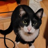 4月20日の古河店に参加するにゃんこの大冒険の保護猫02