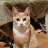 4月20日の古河店に参加するにゃんこの大冒険の保護猫03