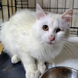 4月20日の古河店に参加するにゃんこの大冒険の保護猫04