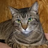 4月20日の古河店に参加するにゃんこの大冒険の保護猫05