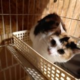 4月20日の古河店に参加するにゃんこの大冒険の保護猫06