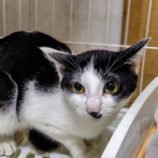 4月20日の古河店に参加するにゃんこの大冒険の保護猫07