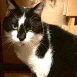 4月20日の古河店に参加するにゃんこの大冒険の保護猫08